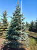 Ель колючая Глаука (Picea pungens ‘Glauca’) 
