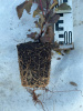 Пузыреплодник калинолистный Physocarpus opulifolius 20-30 см