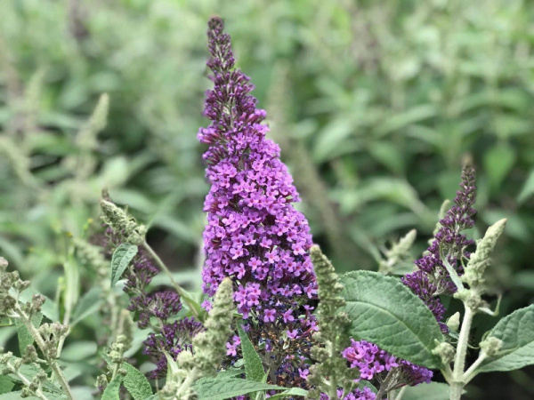 Буддлея Давида 'Rive De Papillon Lavender'