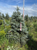 Ель колючая Глаука (Picea pungens ‘Glauca’) 