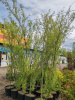 Ива "Матсудана Тортуоза" РАСПРОДАЖА