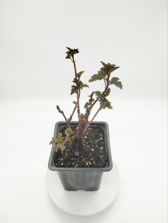 Пузыреплодник калинолистный 'Panther'