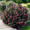 Гибискус сирийский "Дюк де Брабант" (Hibiscus syriacus "Duc De Brabant")