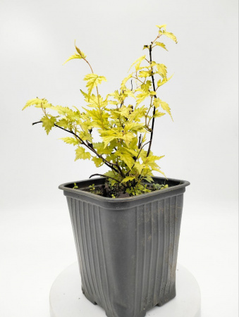 Стефанандра надрезнолистная